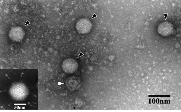 Sự phát triển của virus sốt xuất huyết