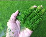 Cách cắt tảo xanh trong ao nuôi tôm nhanh và triệt để