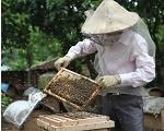 Cách kiểm tra và đánh giá mật ong trước khi thu hoạch