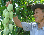 Kỹ thuật trồng xoài Cát Chu ra nhiều quả, to, thơm ngon