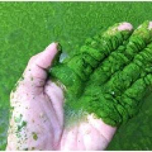 Tại sao vôi được sử dụng để diệt tảo lam trong ao nuôi?