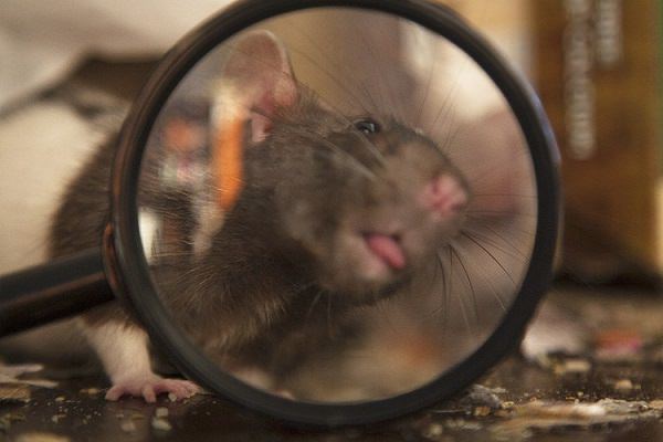 Đặt kính lúp trước vật mẫu Đặt kính lúp trước vật mẫu