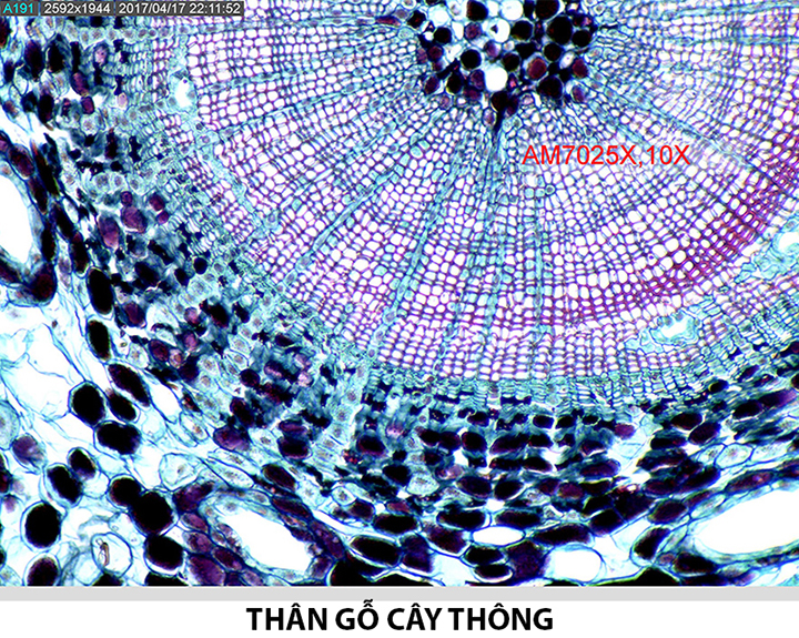 Kính hiển vi điện tử Dino-Lite AM7025X quan sát mẫu cây thông thân gỗ
