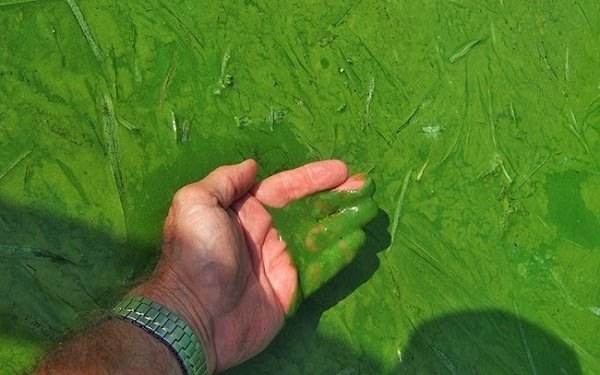 Sử dụng men vi sinh để cắt tảo và trả lại màu nước trong cho ao nuôi tôm