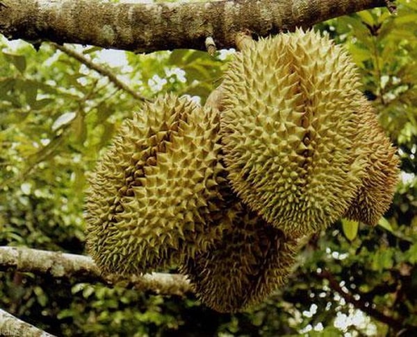Kỹ thuật chăm sóc cây sầu riêng cho trái sai