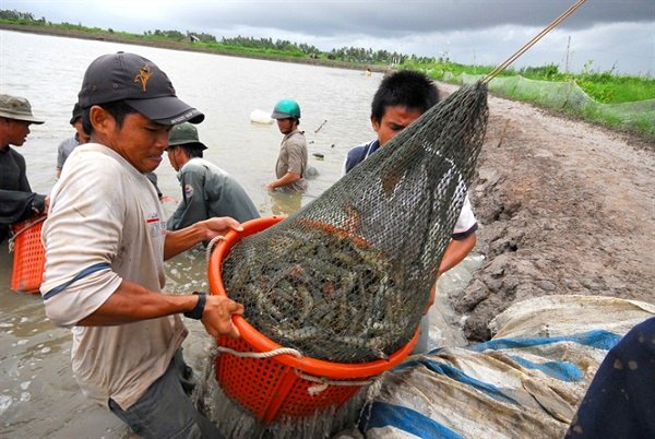 Thu hoạch tôm sú