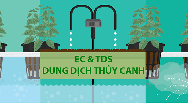 EC và TDS trong dung dịch thủy canh