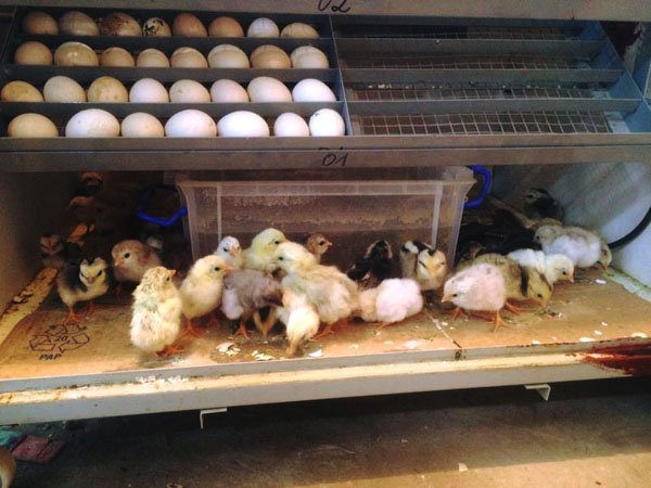 Nhiệt độ và độ ẩm trong máy ấp trứng gà lý tưởng là bao nhiêu?
