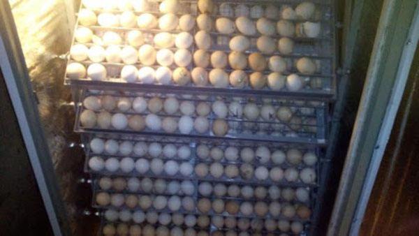 Tạo độ ẩm trong máy ấp trứng gà