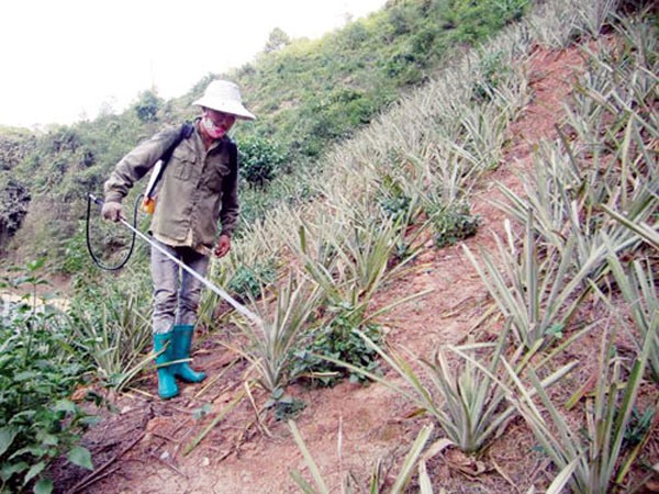 Bón phân cho cây dứa