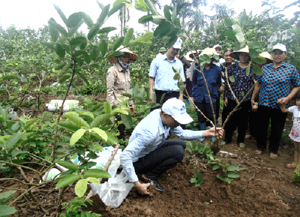 Bón phân cho cây ổi