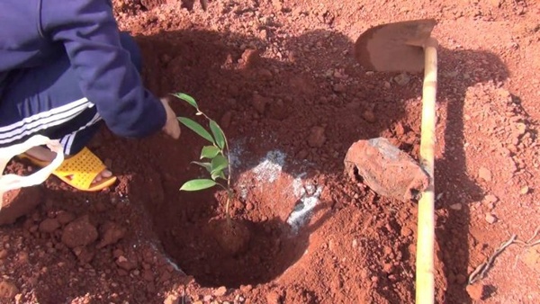 Trước khi đưa cây con xuống vườn, bà con nên cải tạo đất bằng cách bón vôi