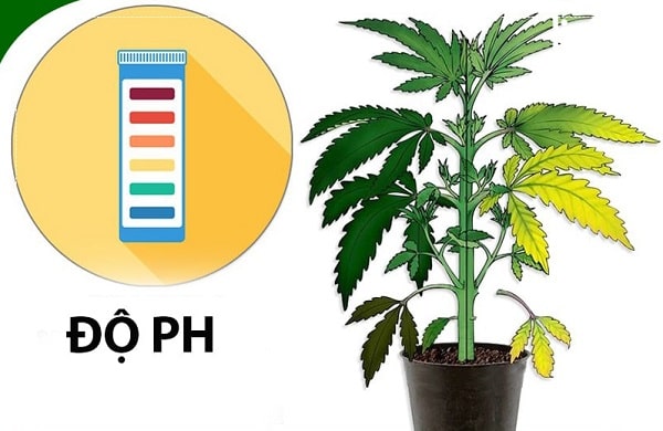 Cây trồng thủy canh cần độ pH khác với cây trồng trong đất.