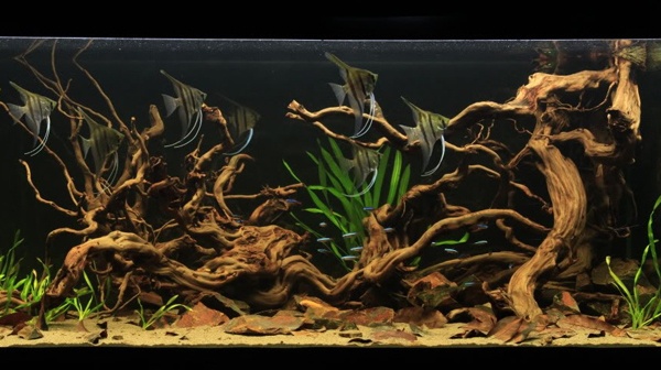 Gỗ driftwood - phương pháp làm giảm pH trong hồ cá rồng