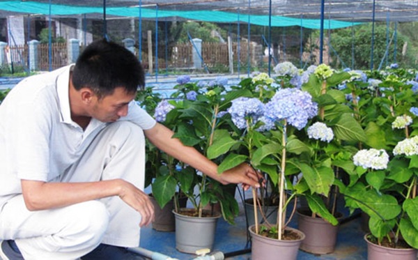 Kĩ thuật trồng hoa cẩm tú quỳnh