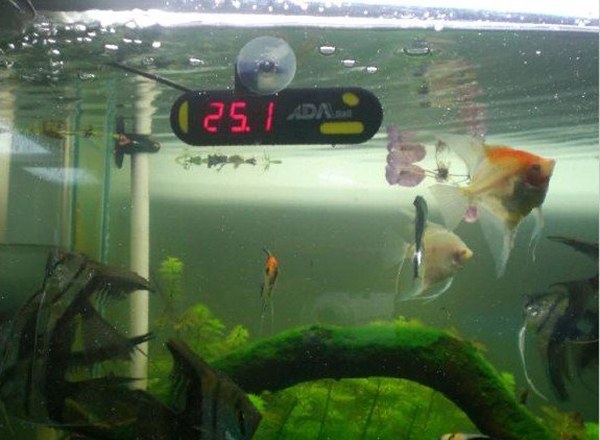 Duy trì nhiệt độ chính xác cho bể cá