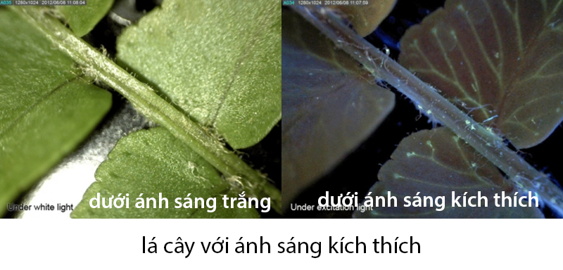 Ứng dụng khác của Dino-Lite AM4115T-CFVW Ứng dụng khác của Dino-Lite AM4115T-CFVW