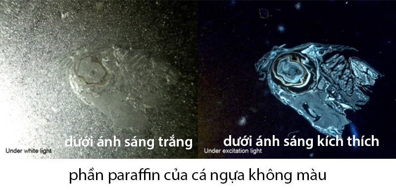 Ứng dụng khác của Dino-Lite AM4115T-CFVW trong sinh học phát triển Ứng dụng khác của Dino-Lite AM4115T-CFVW trong sinh học phát triển