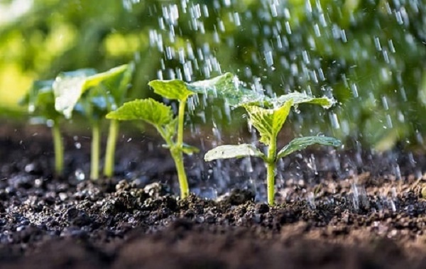 Độ ẩm đất phù hợp giúp cây phát triển nhanh