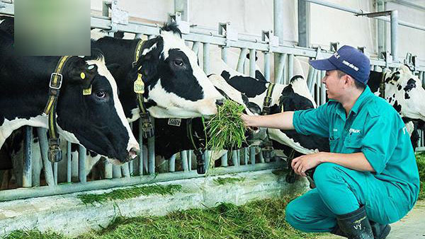 Điều kiện sống của bò sữa và sản lượng bò sữa có quan hệ mật thiết với nhau