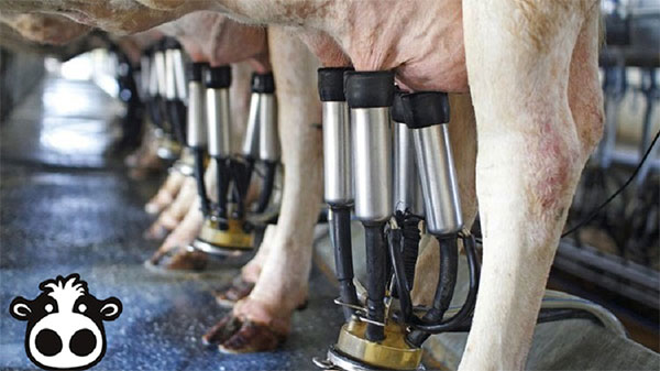 Sữa bò phải được bảo quản tốt trong điều kiện thuận lợi